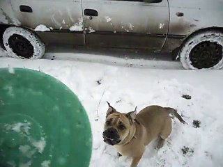 Un chien maladroit percute une voiture en jouant !