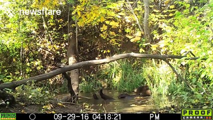 Bear takes a bath in a pond