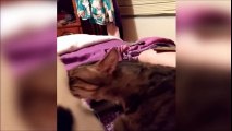Un chat choqué par l'odeur du pet d'un congénère