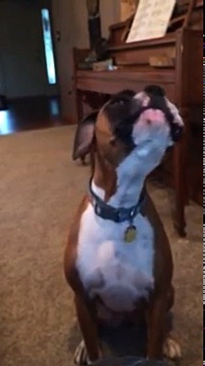 Dog upset about new couch