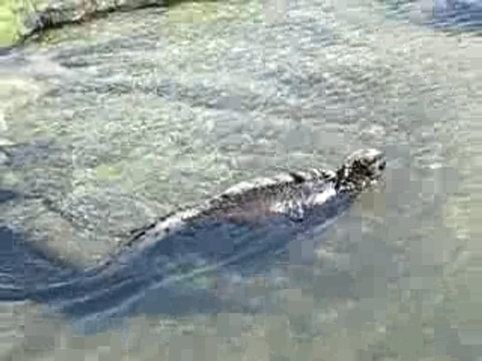 Vid_iguanemarin