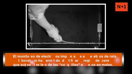 ¿Por qué sentimos cosquillas- La ciencia responde