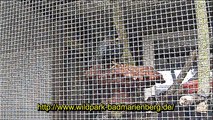 Zu Besuch im Wildpark Bad-Marienberg – 1