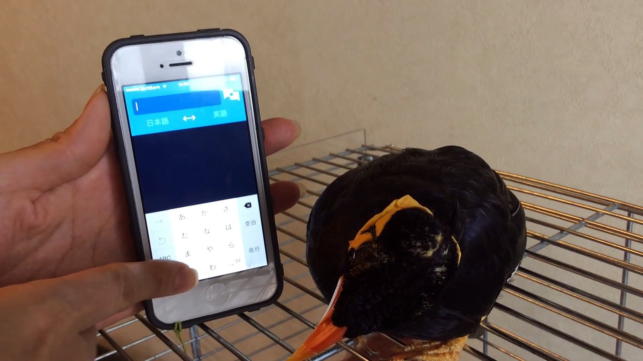Un Oiseau qui parle japonais !