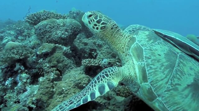 Because the Océan : protéger l'océan c'est lutter contre le dérèglement climatique