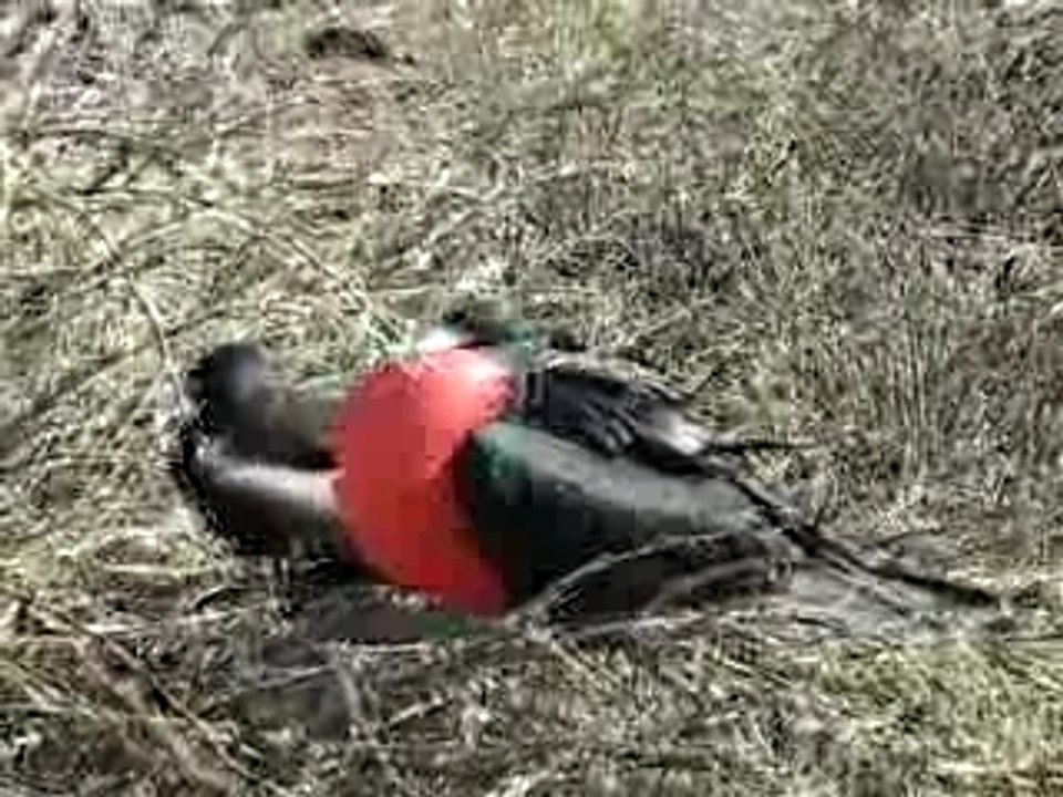 Vid_fregate