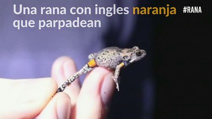 Descubren nueva especie de rana en Australia