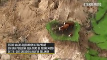 Estas vacas sí que tuvieron muuuu...cha suerte de sobrevivir al terremoto en Nueva Zelanda