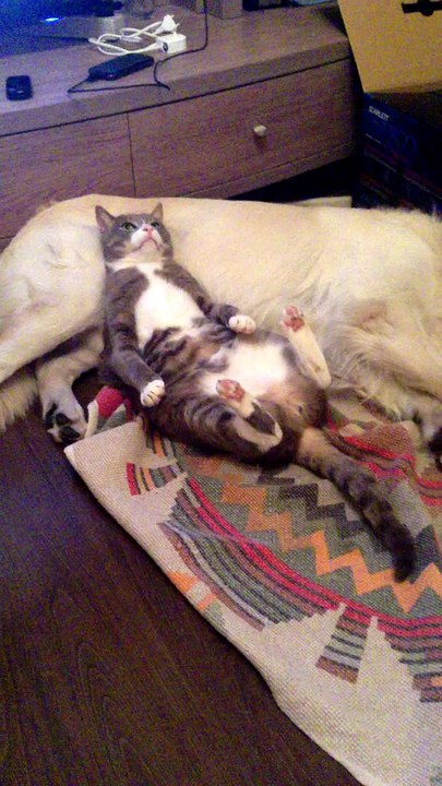 Un chat est couché sur un chien, mais quand le chien réalise que le chat est là, regardez sa réaction! C'est hilarant !