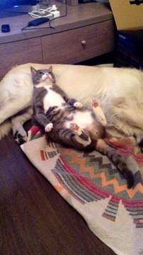 Un chat est couché sur un chien, mais quand le chien réalise que le chat est là, regardez sa réaction! C'est hilarant !