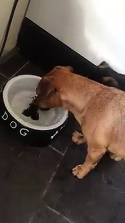 Chien vs Peinture d'os