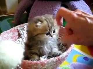 Dünyaca ünlü İran kedisinin şeker videosu...