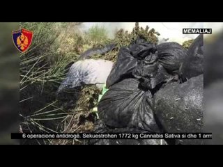 Report TV - Gjirokastër, sekuestrohen 1.7 ton drogë, arrestohen 4 persona