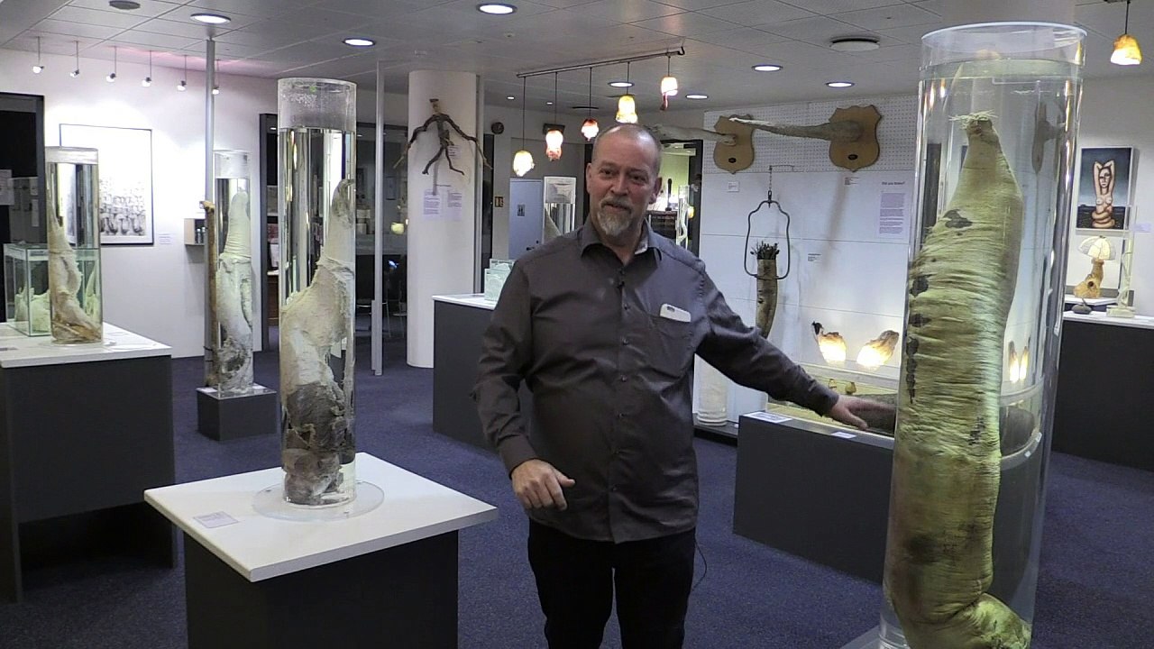 286 Penisse in einem Museum