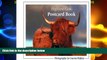 Big Deals  Highland Cow Postcard Book  Full Read Most Wanted