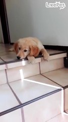 계단 무서워서 못내려오는 리트리버❤