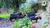 Little monkey joins a herd of goats