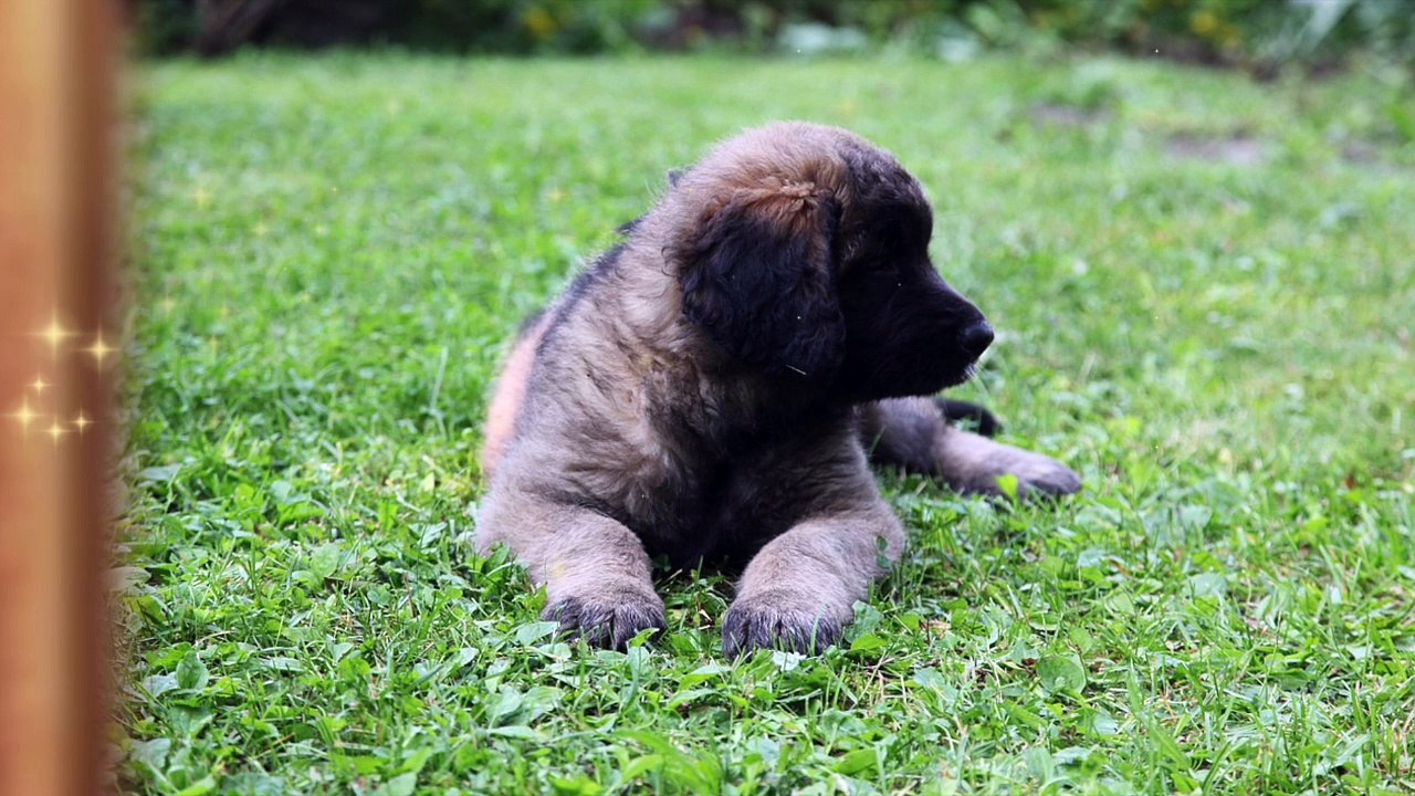 Le LEONBERG bande annonce de sa fiche