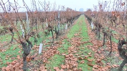 Des tours anti-gel dans les vignes