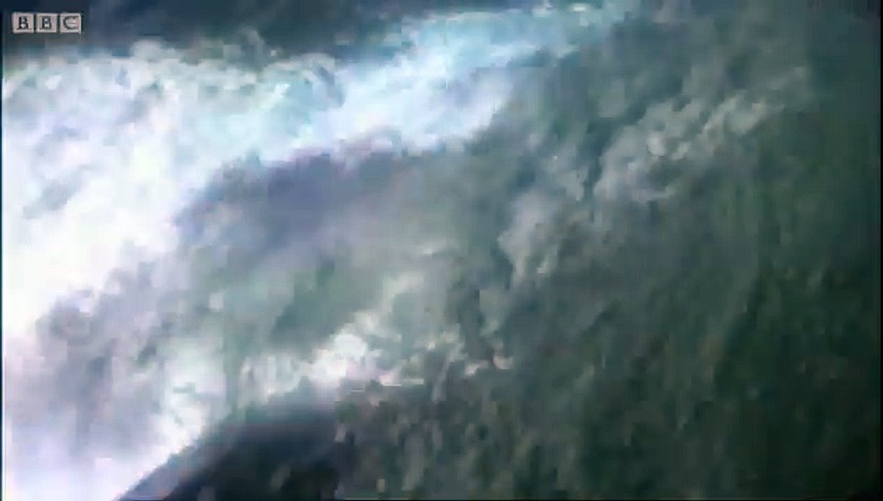 Great White Shark Attack - Predators