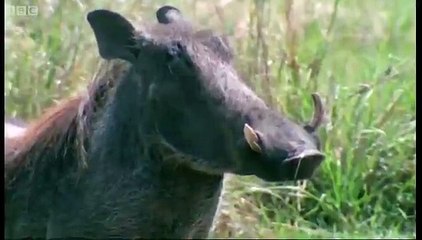 Hunting Lesson - Wildlife Specials, Lions - Spy in the Den