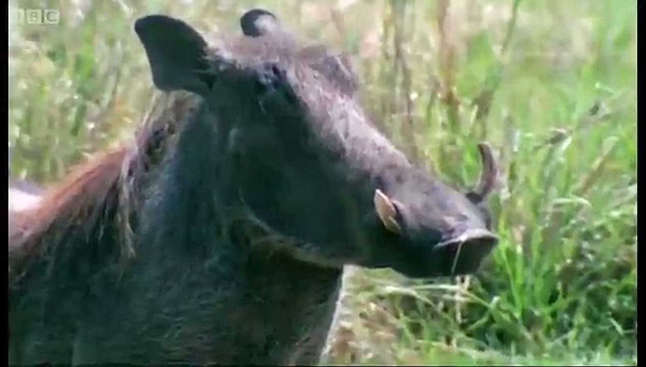 Hunting Lesson - Wildlife Specials, Lions - Spy in the Den