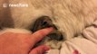 Prairie dog sleeps under wolf hybrid to keep warm