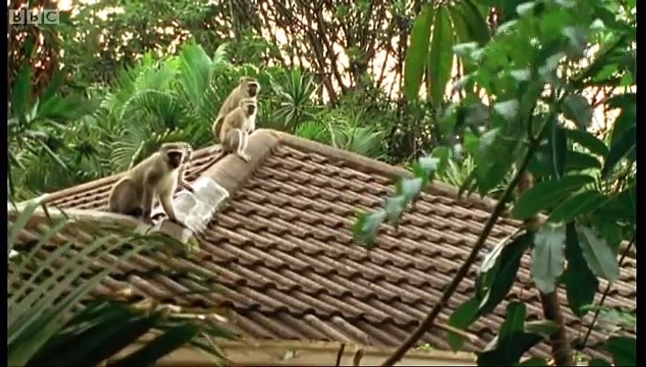 Monkey fight! - Cheeky Monkey