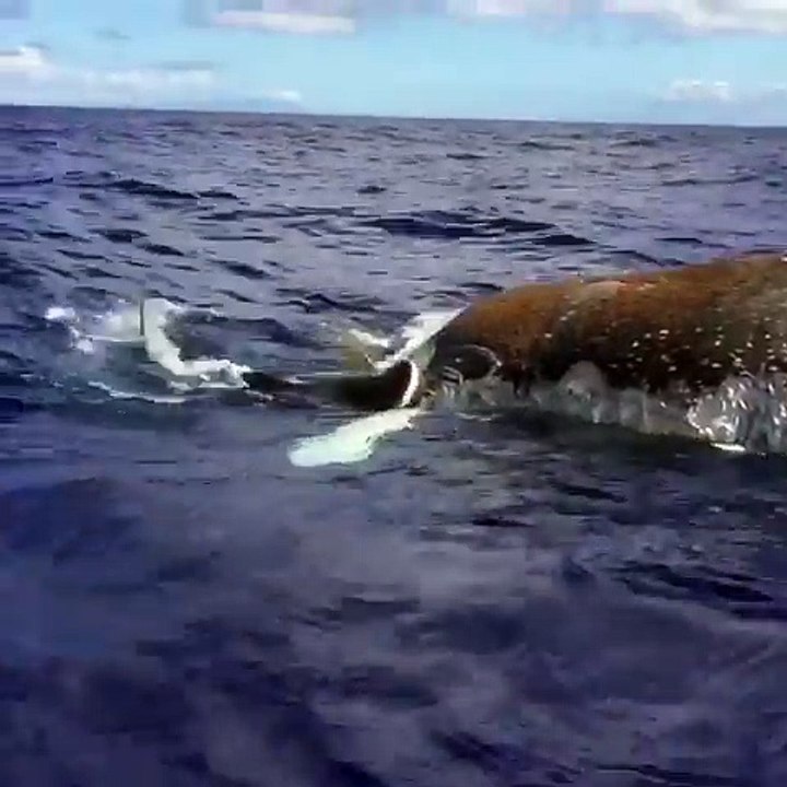 Un requin-tigre dévore une baleine