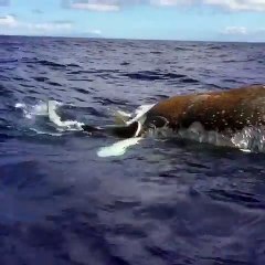 Un requin-tigre dévore une baleine