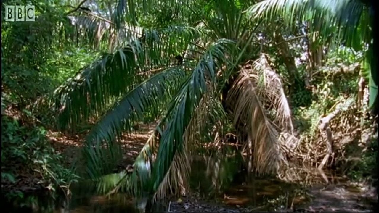 Monkey's bluff - Clever Monkeys