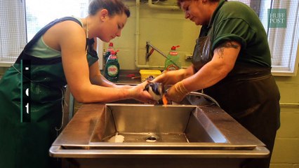 The Huffington Post_RSPCA hits back after MPs say they should be stripped of their power to prosecute 16Nov16