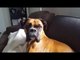 Boxer Dog Thrilled to Visit Canine Cousin