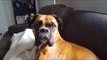 Boxer Dog Thrilled to Visit Canine Cousin