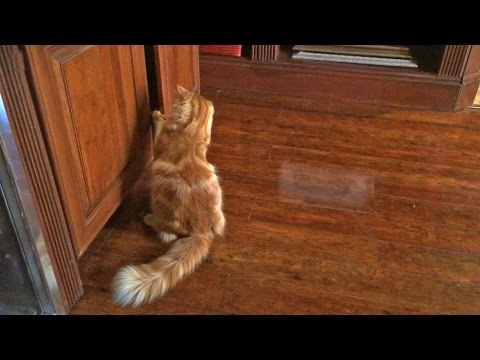 Clever Cat Knows Exactly Where His Favorite Toy Is