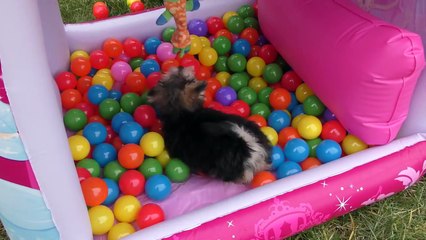 Princesa Zumi en una Piscina con  250 Bolas de Colores ❤ Juguetes para Cachorritos Disney Princesas