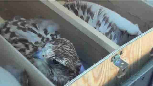 Kazajistán impide el contrabando de 32 halcones a Emiratos Árabes Unidos