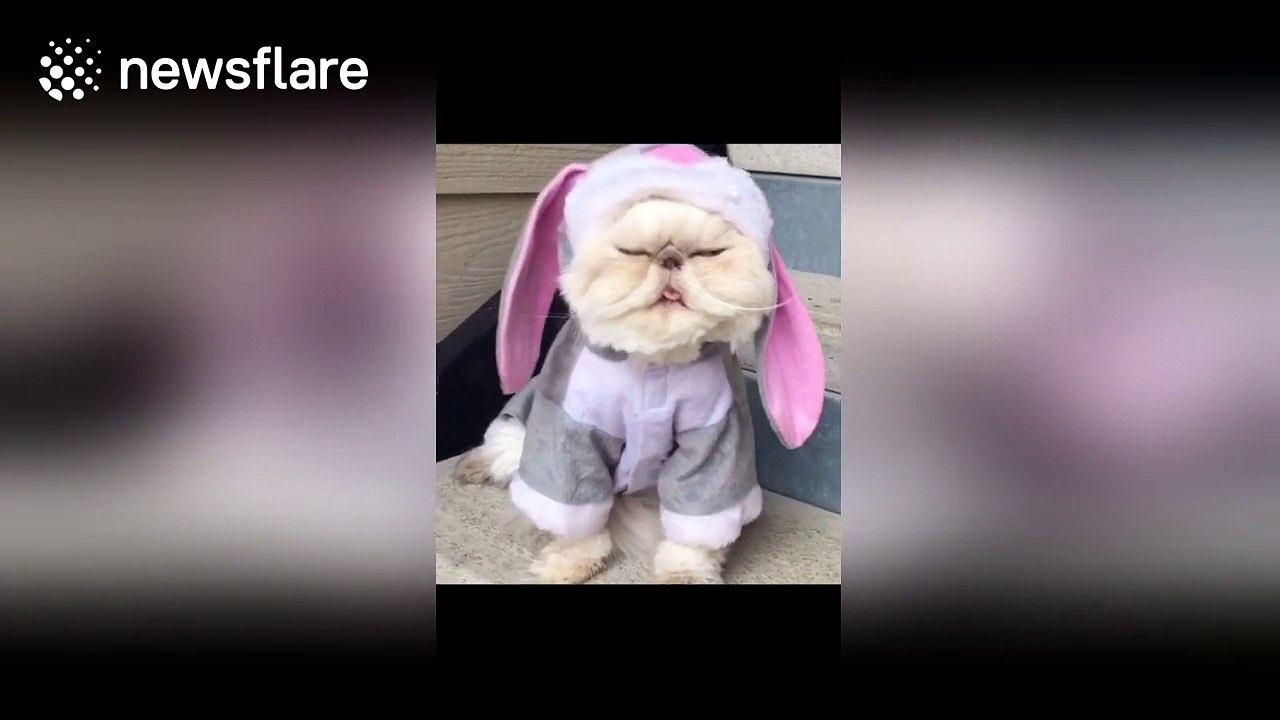 Cat does the mannequin challenge