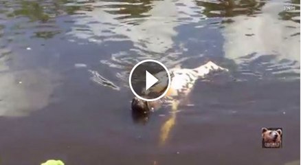 helping hand trying to cross the Pool