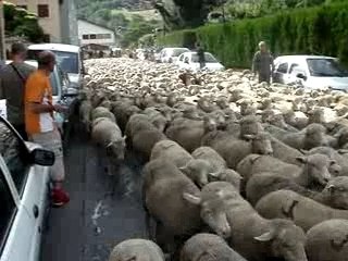 Transhumance à Allevard-les-Bains.