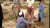 Phathan Group people disturb the donkey