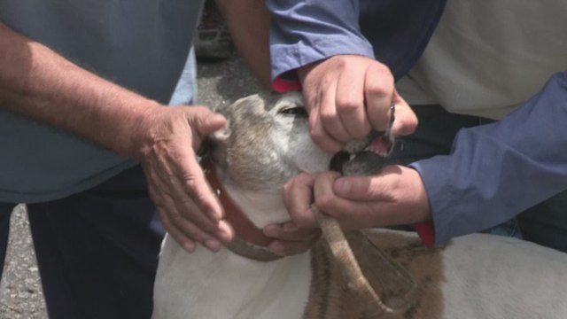 Disputa en Argentina por las carreras de galgos