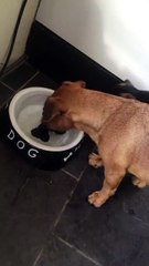 Ce chien cherche à attraper son os