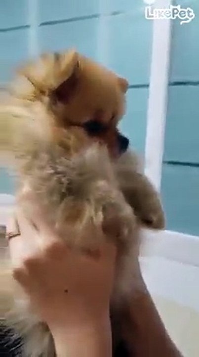 바..바람불디마!!