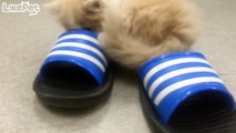 신발을 좋아하는 아기 고양이