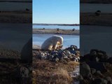Polar Bear Petting a Dog Is Proof Things Can Go Right