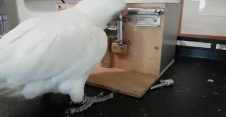 Australian Corella Solves a Series of Locks to Earn His Reward