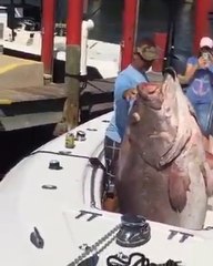 Le plus gros poisson au monde !