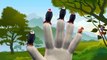 Finger Family Nursery Rhymes for Children Eagles Cartoons | Finger Family Children Nursery Rhymes 3D