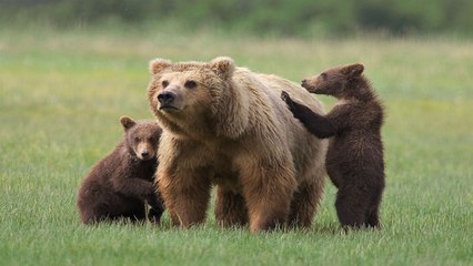 Grizzly bear